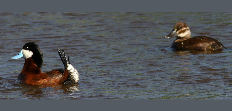 ruddy ducks
