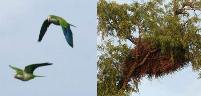 Monk Parakeets