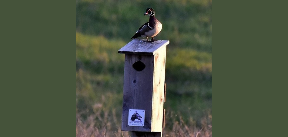wood duck standing on wood duck box