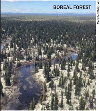 Boreal Forest