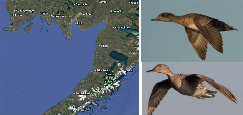 Alaska map with Wigeon and Pintail