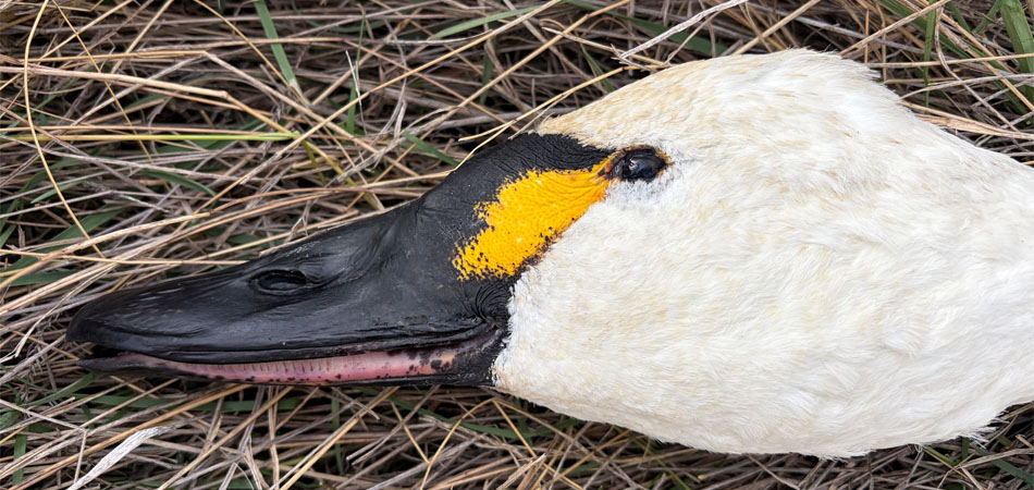 tundra swan