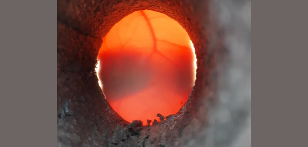 candled egg
