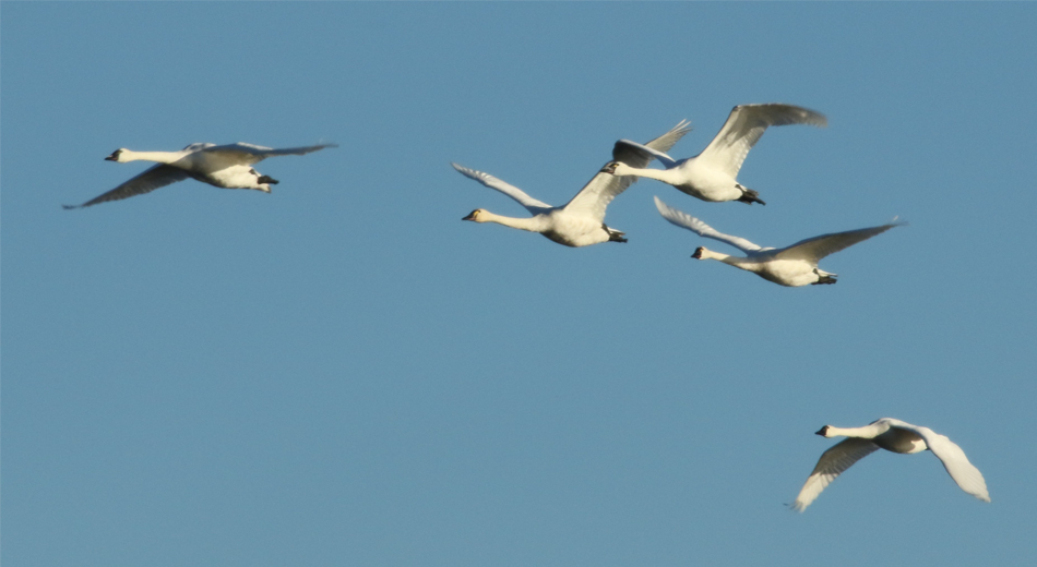 tundra swans flying