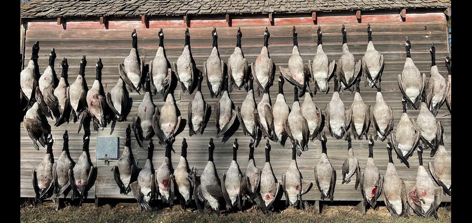 goose harvest