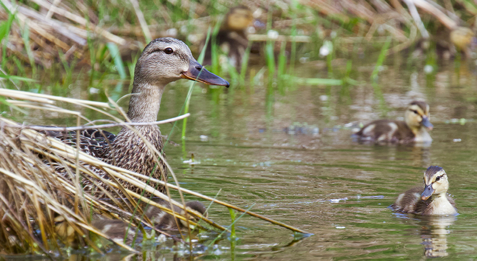 hen and two ducklings
