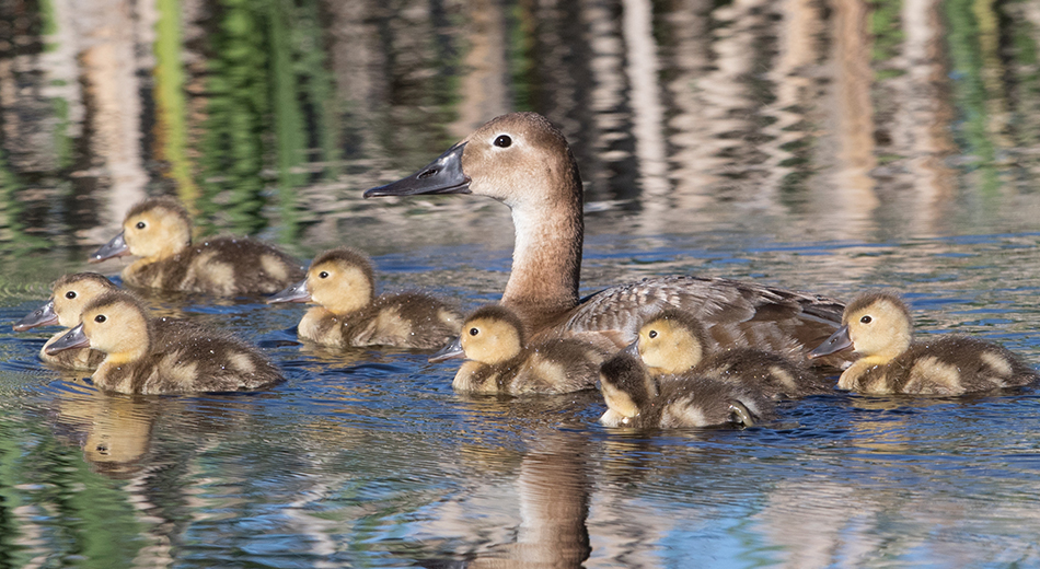 canvasback hen and ducklings in water