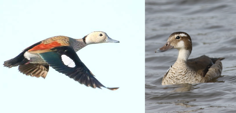 Ringed Teal in Argentina