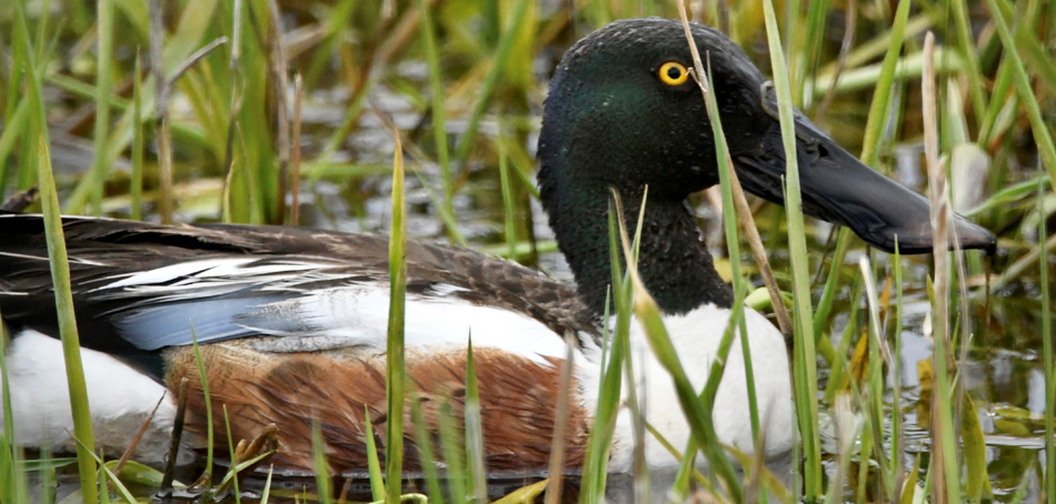 early spring duck