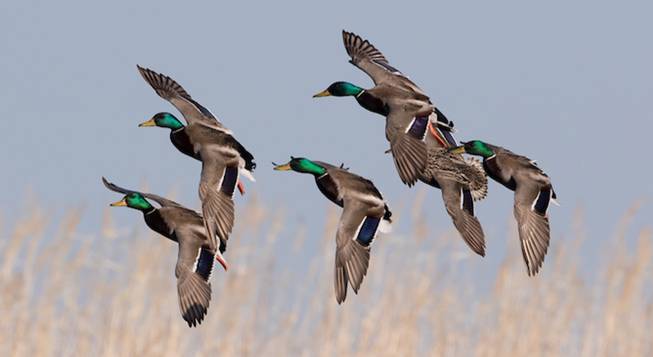 6 mallards flying