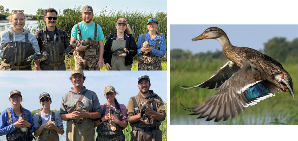 Delta Banding Crews