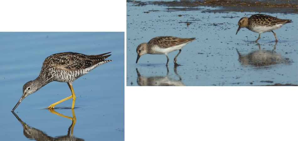 Shorebirds