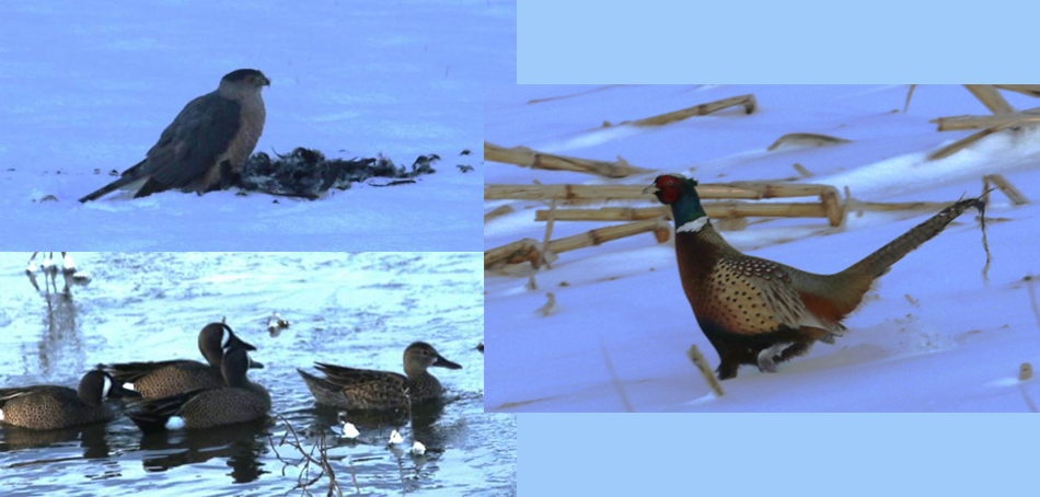 coopers hawk, pheasant, blue-wings