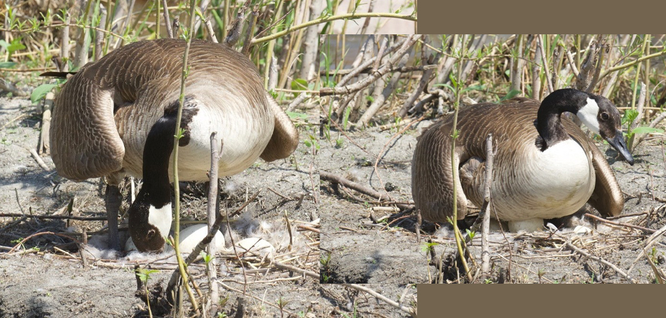 Canada geese