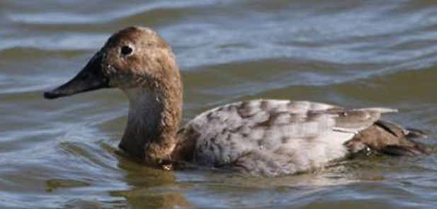 hen with no brood