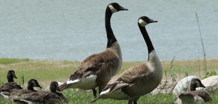 canada geese