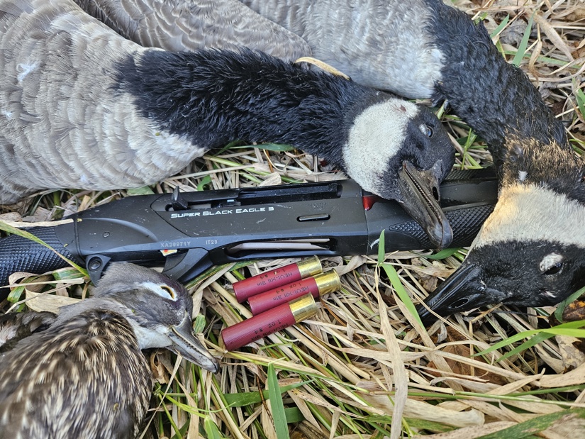 geese and shotshells