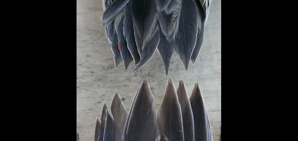 aging feathers