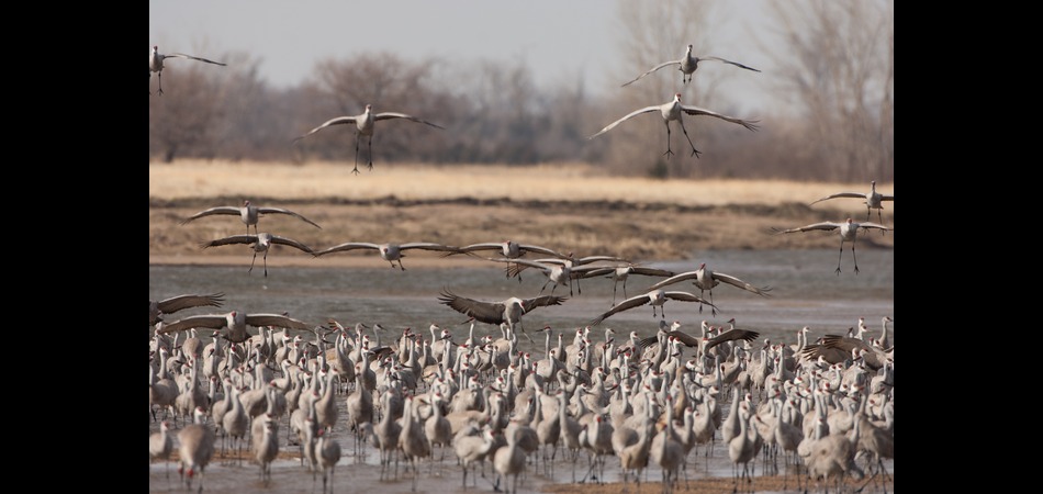 Cranes on Platte river