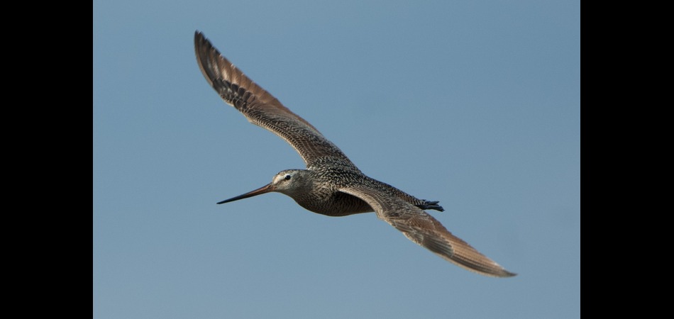 Marbled Godwit