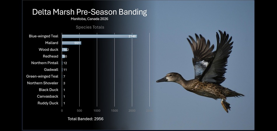 Graph of banding effort