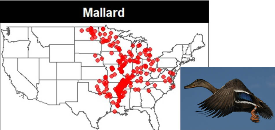 Mallard band recovery map