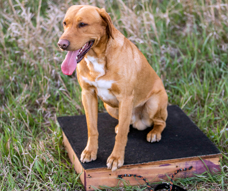 yellow lab sitting on placeboard