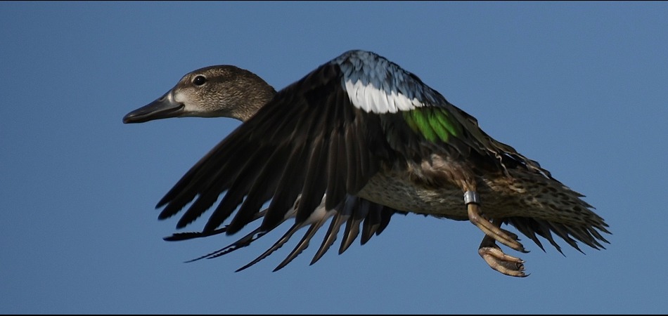 Blue winged teal with band
