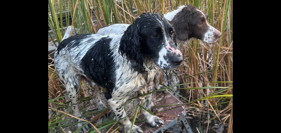 Springers