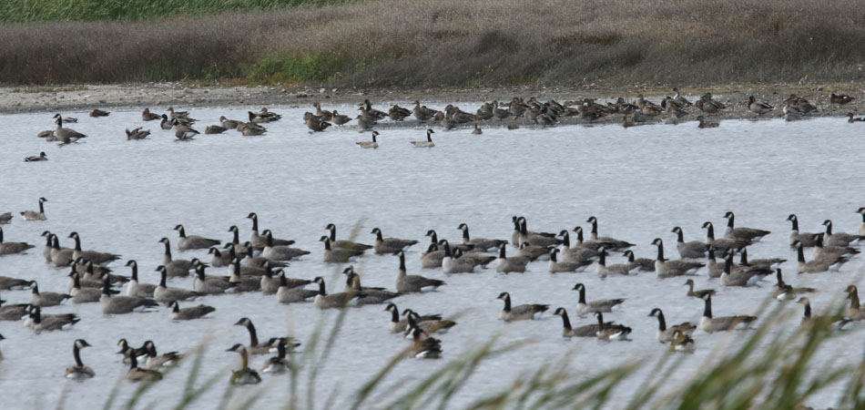Goose flock