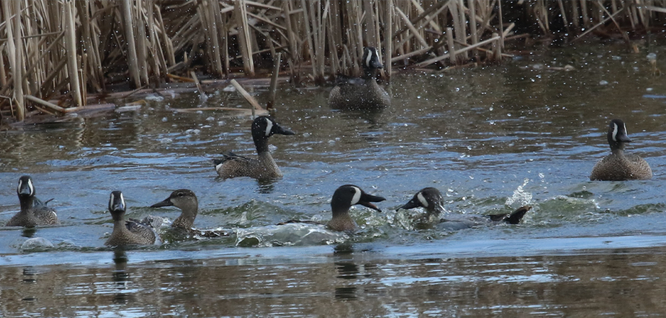 ducks in water