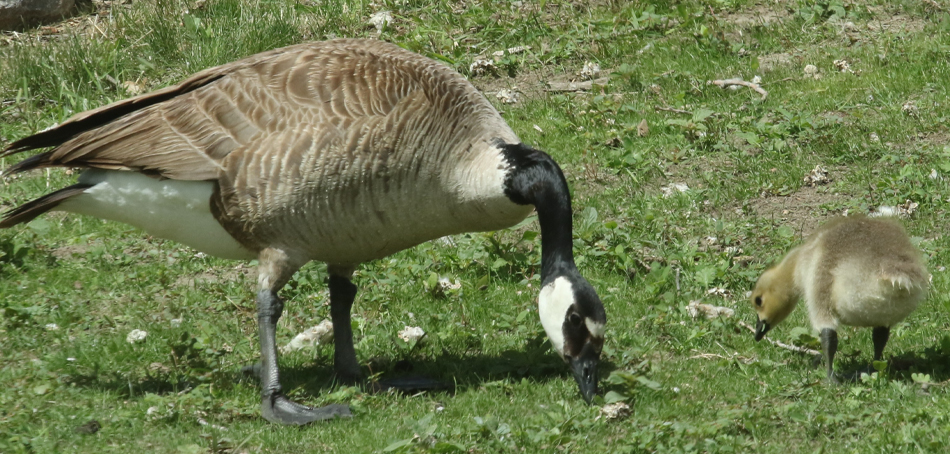 canada goose