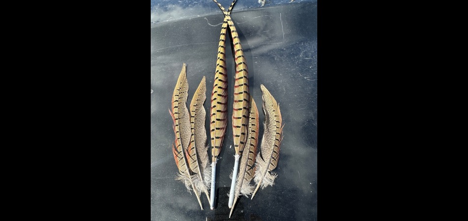 Pheasant Feathers