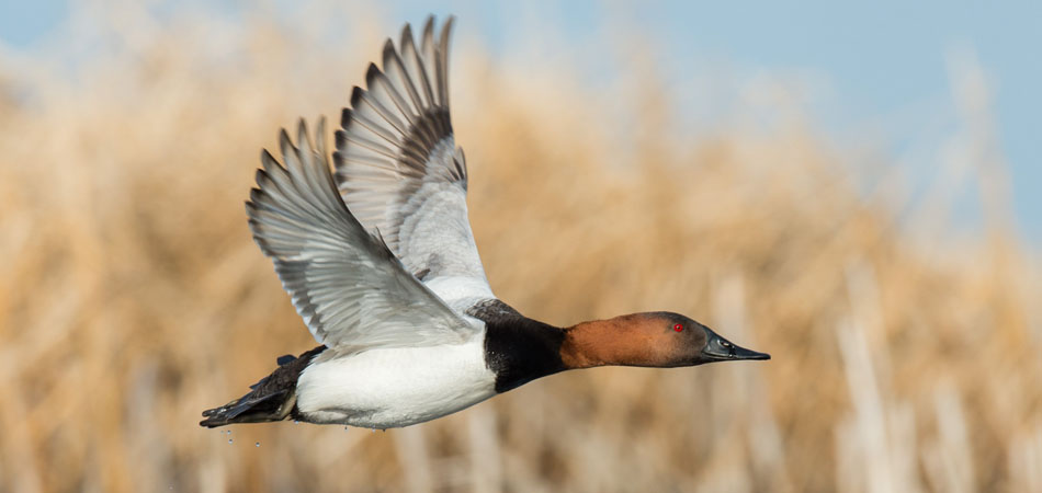 Canvasback in flight