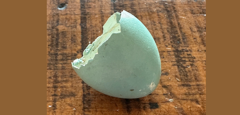 cracked robin egg