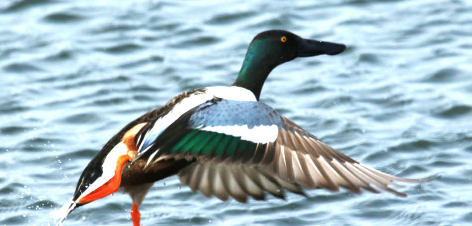 shoveler on water