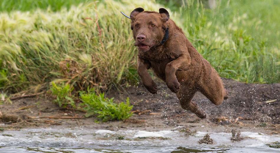 dog training 