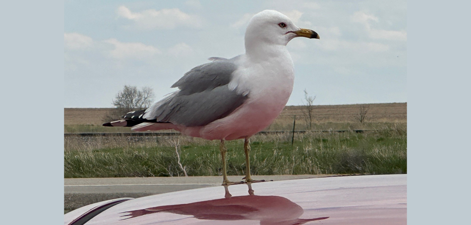California gull