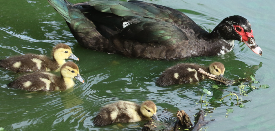muscovy ducks
