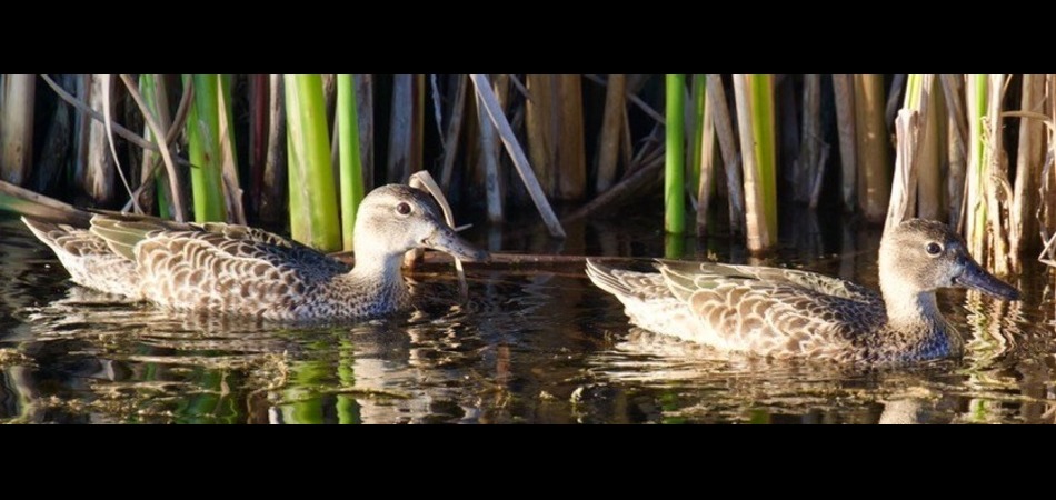 Blue winged Teal females