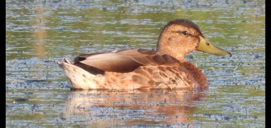 molting male mallard