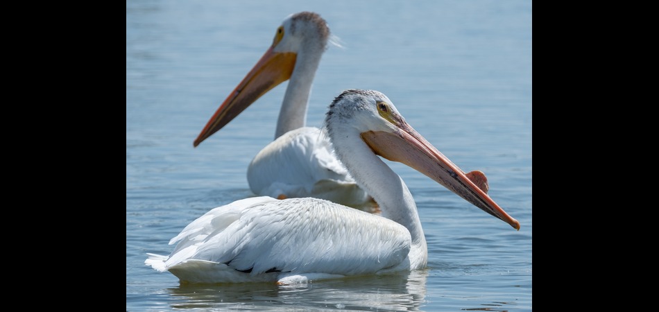 2 American White Pelicans 