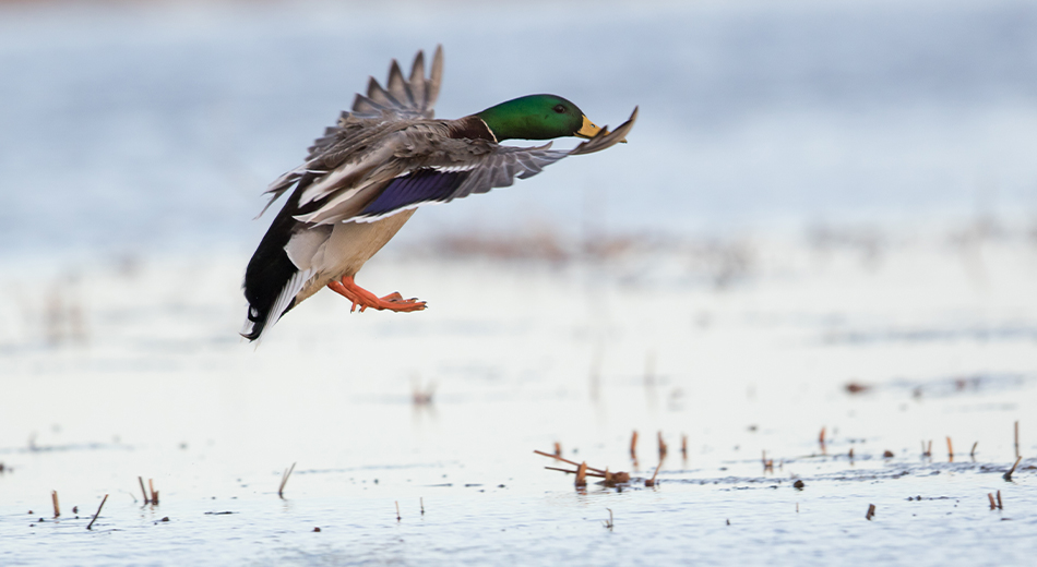 mallard flying over water