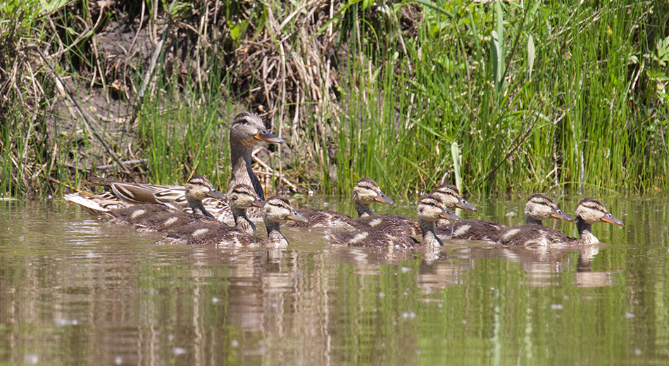 Hen and ducklings in water