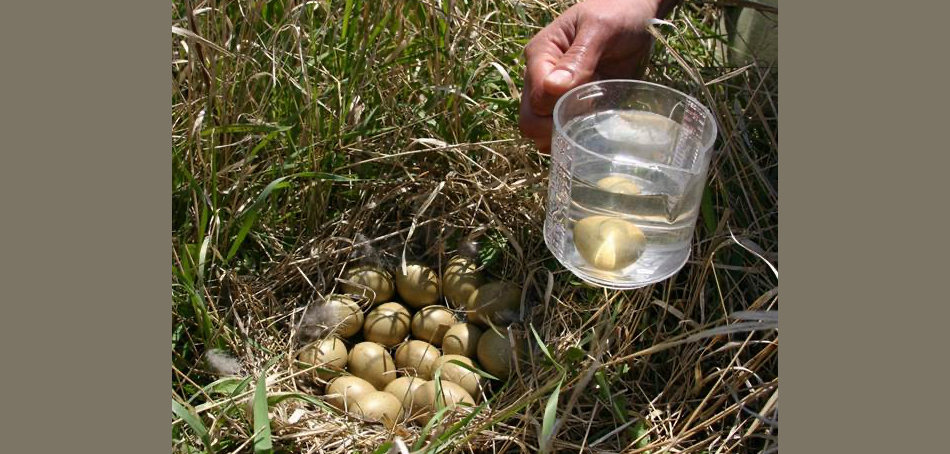 Sharp-tailed grouse nest with fresh eggs