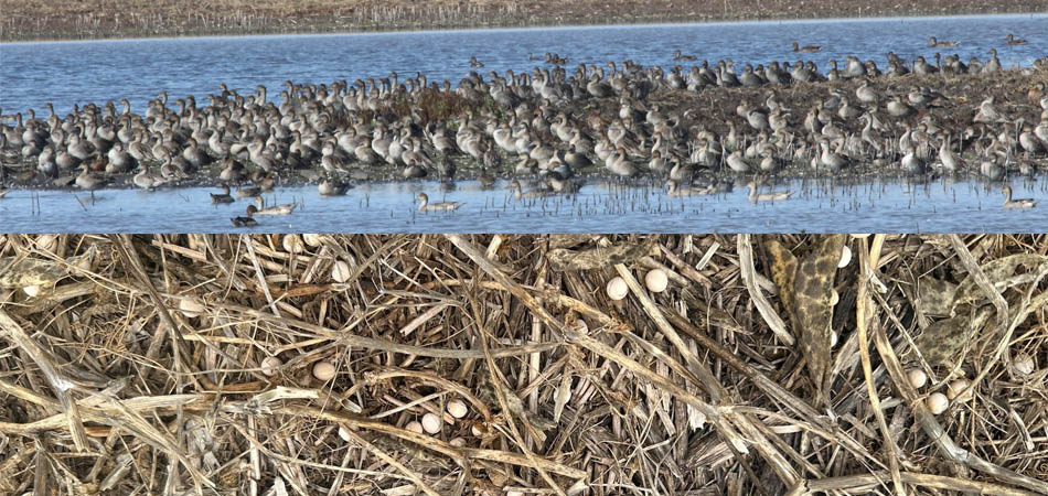 ducks and field peas