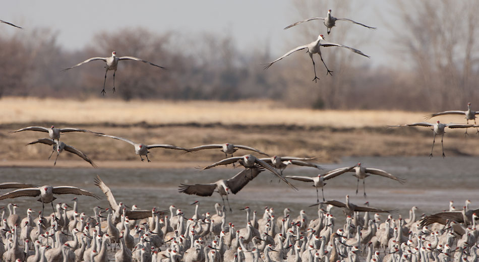 Sandhill cranes