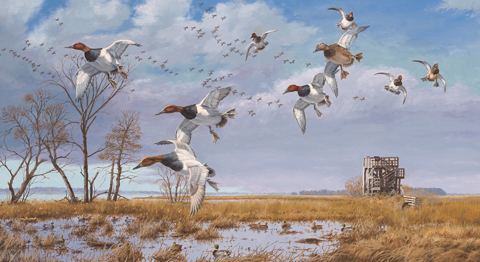 David Maass painting of canvasbacks 